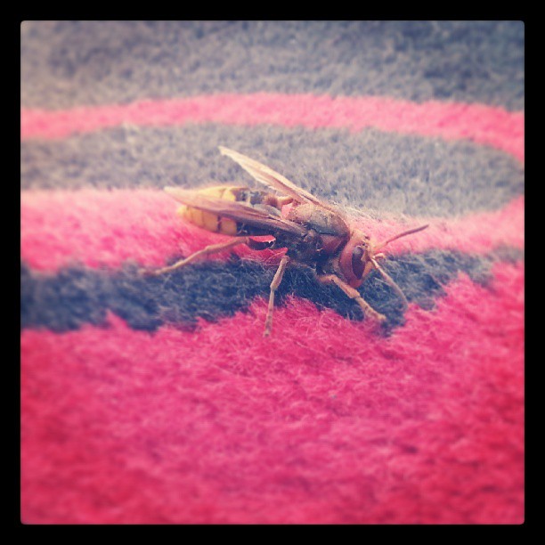 Bonjour, je suis une espèce de guêpe et je fais 5 cm de long qui suis-je ? #ArmeDeDestructionMassive