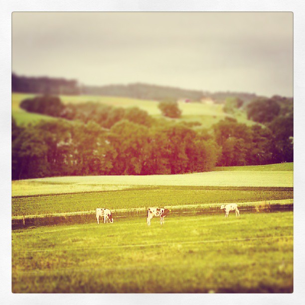 Bébé Marguerite, Azalées et leur cousine Framboise #cow #switzerland #nature #cliche