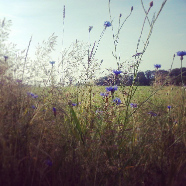 #FlowerPorn