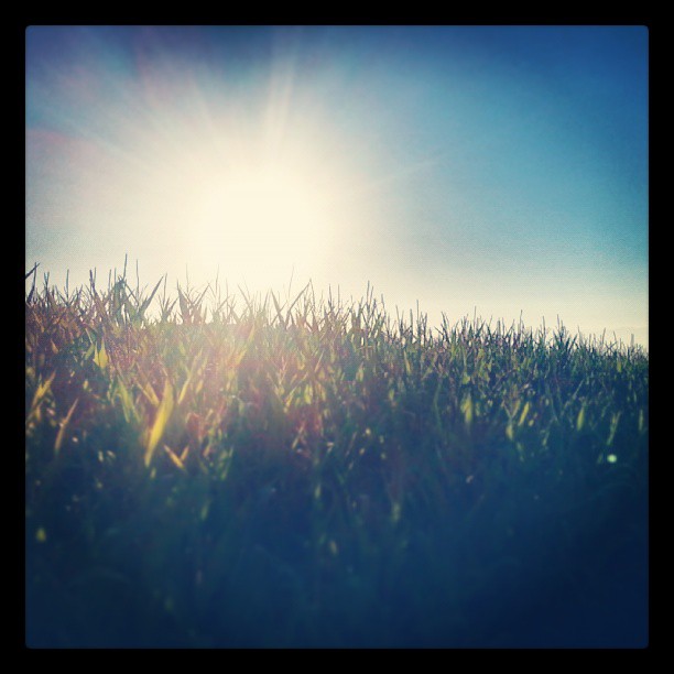 Corn Flakes