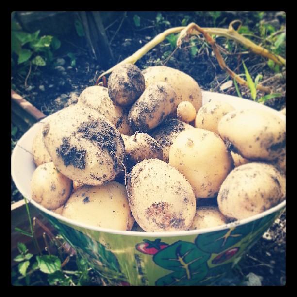Patates !!!! #jardin